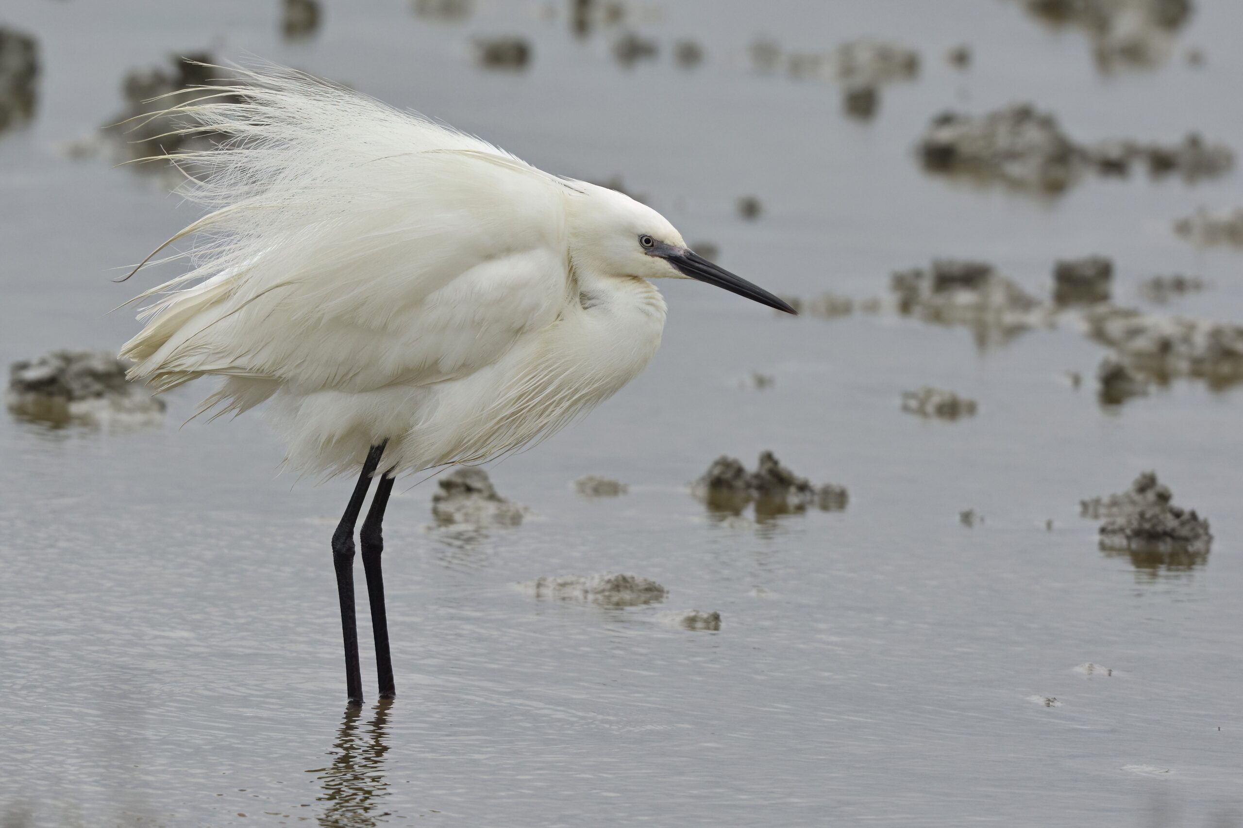 photo d'oiseau