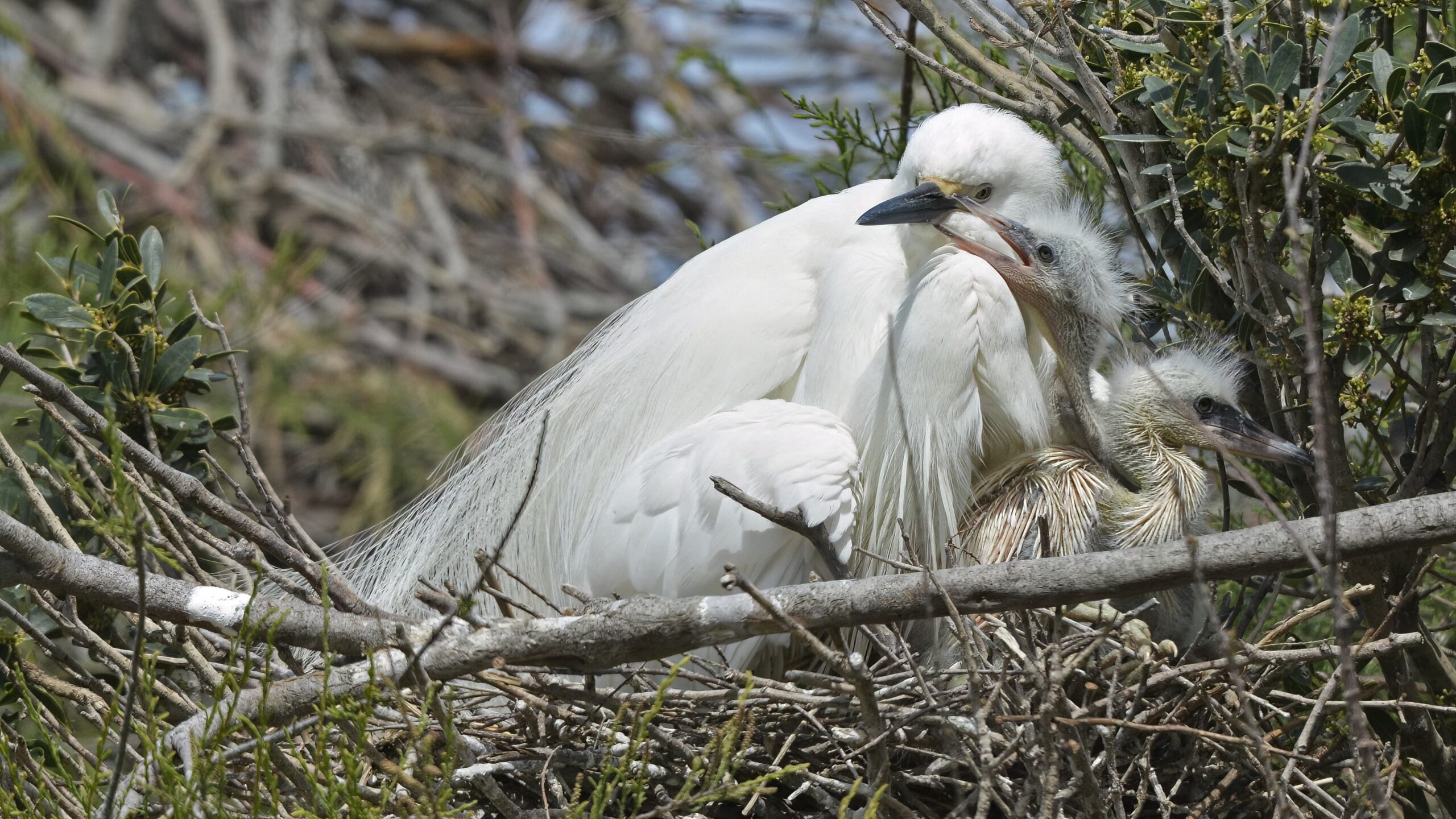 photo d'oiseau