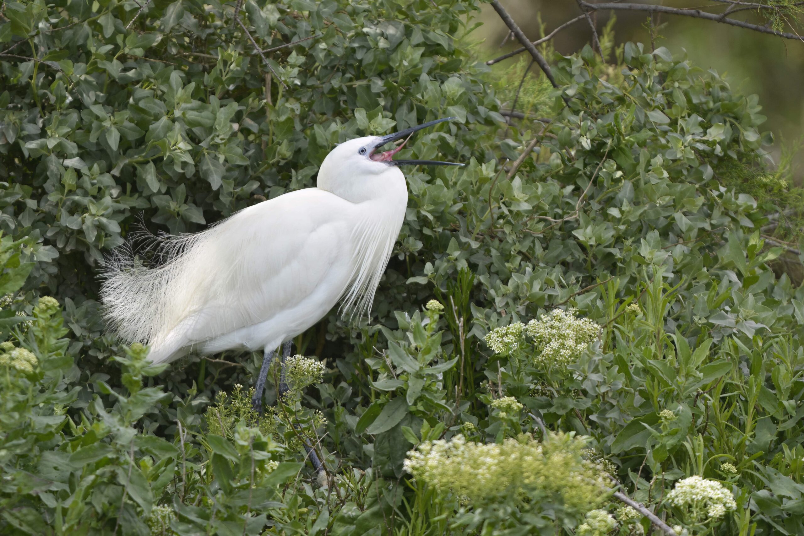 photo d'oiseau