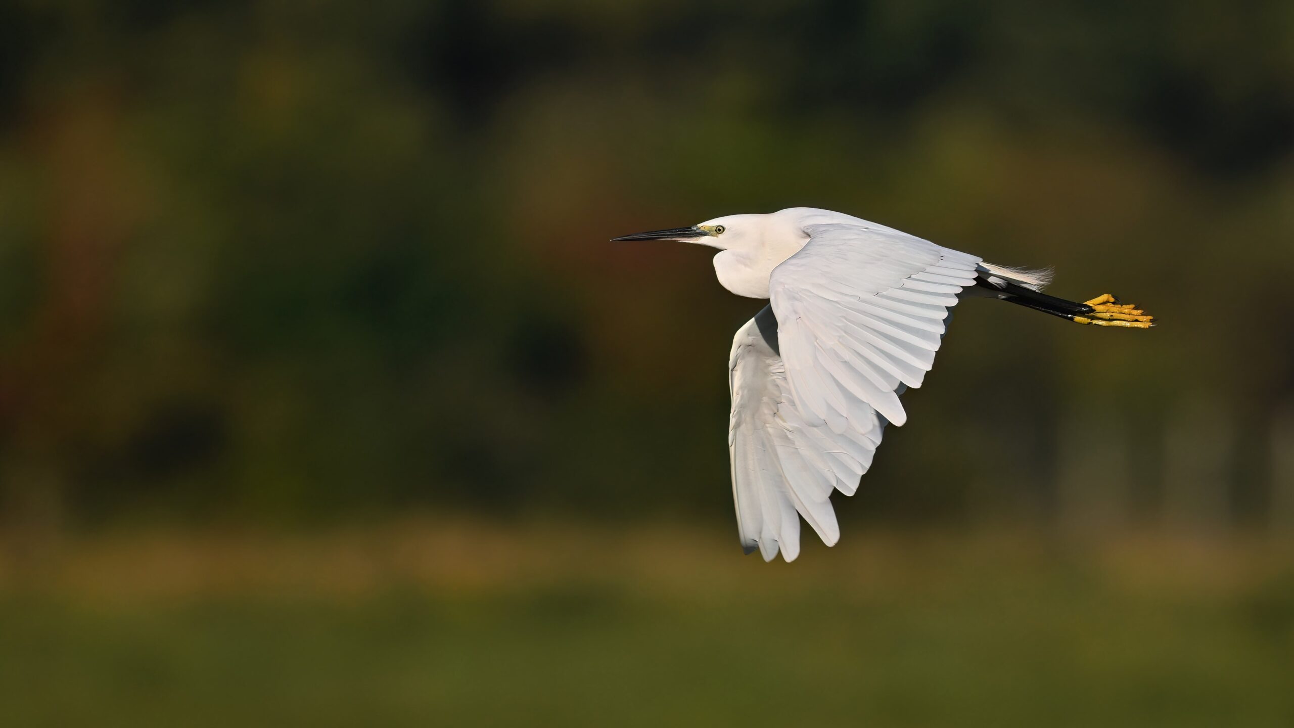 photo d'oiseau