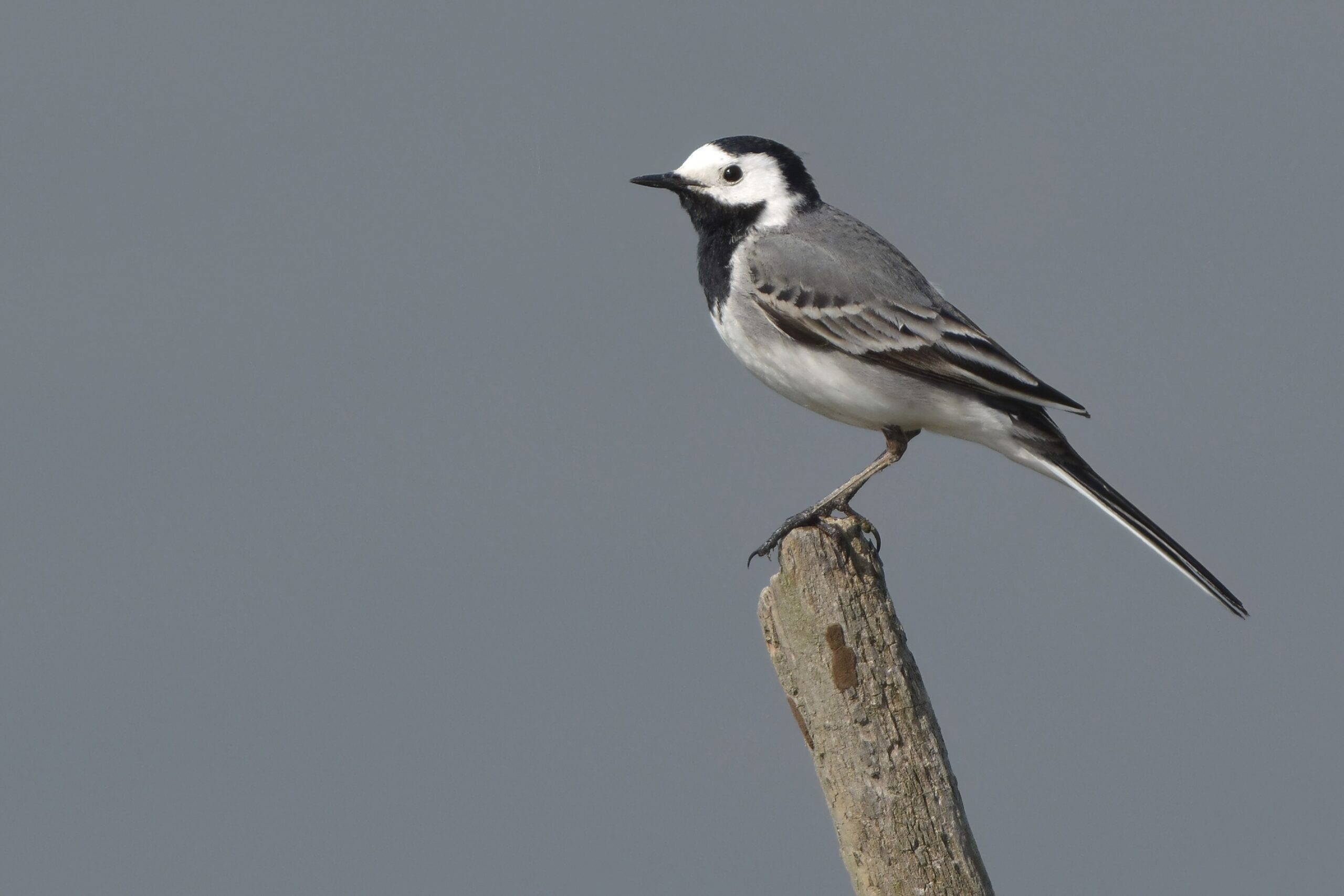 photo d'oiseau