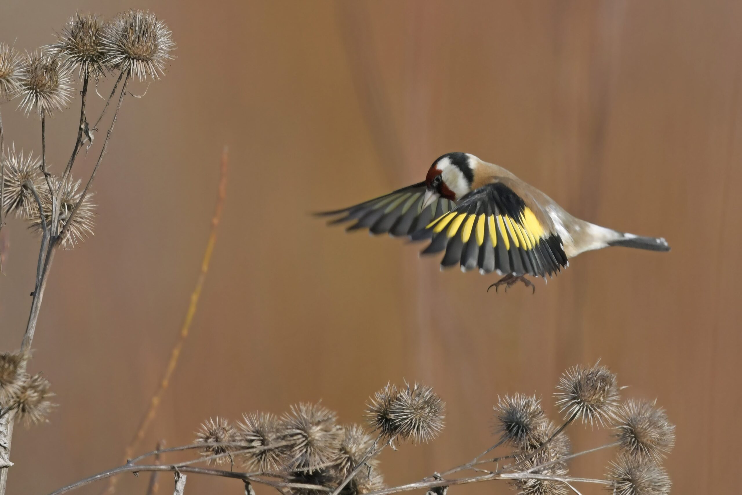 photo d'oiseau