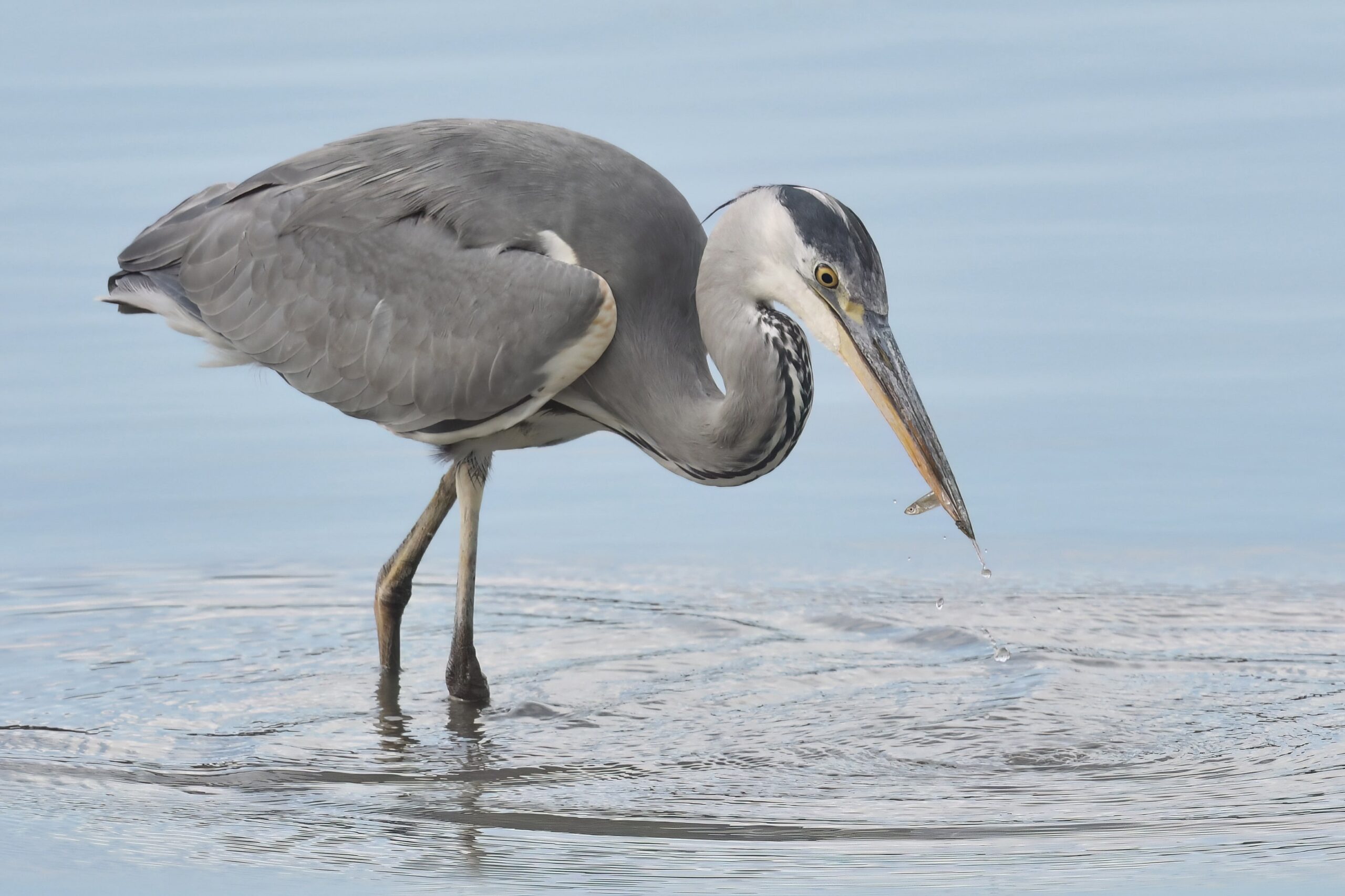 photo d'oiseau