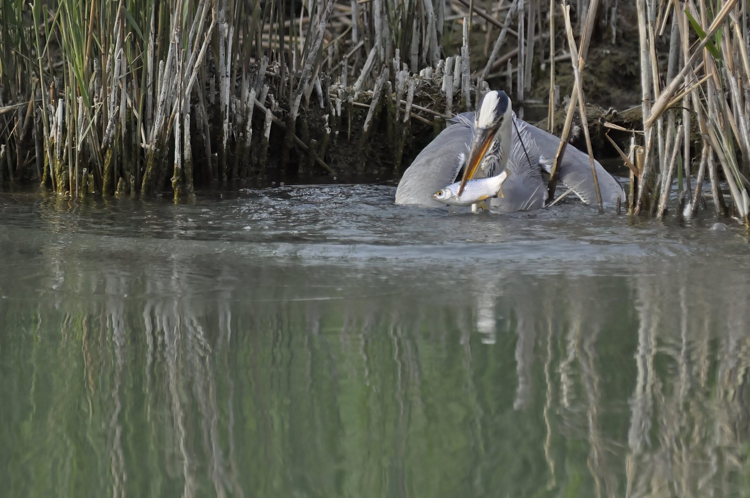 photo d'oiseau