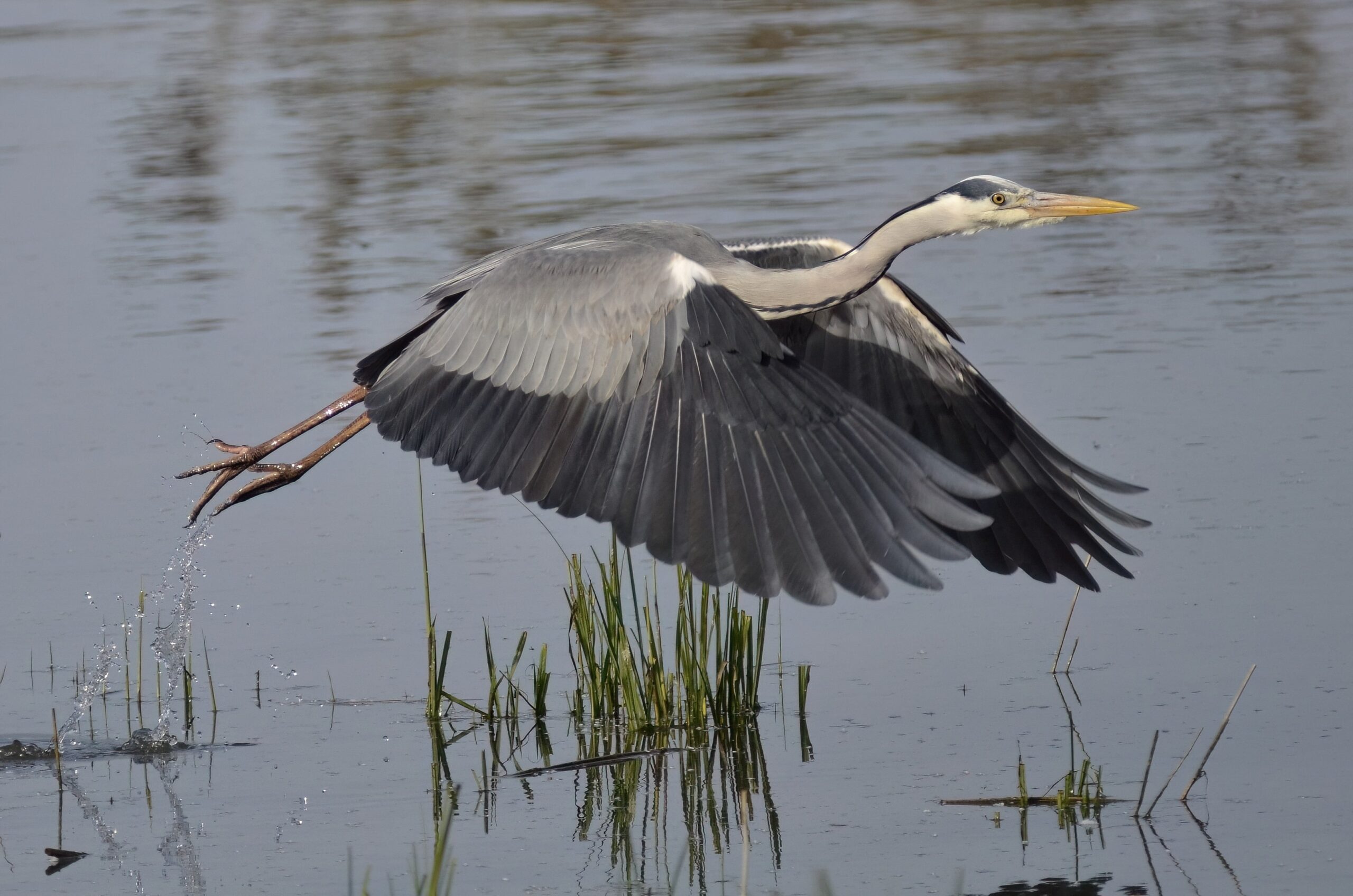 photo d'oiseau