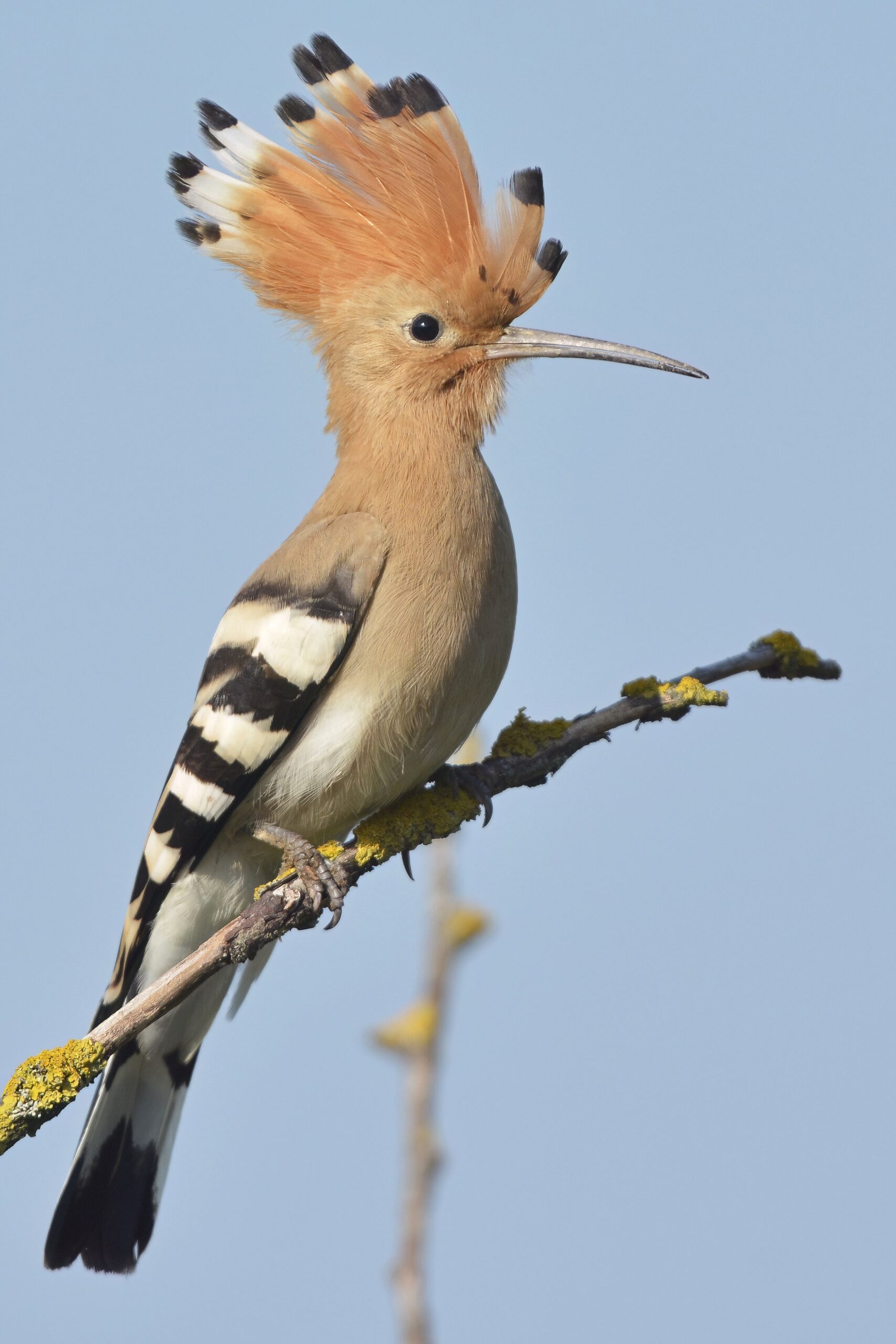 photo d'oiseau