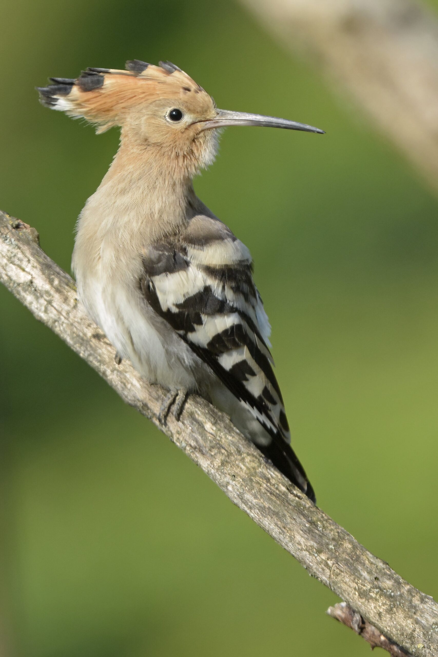 photo d'oiseau