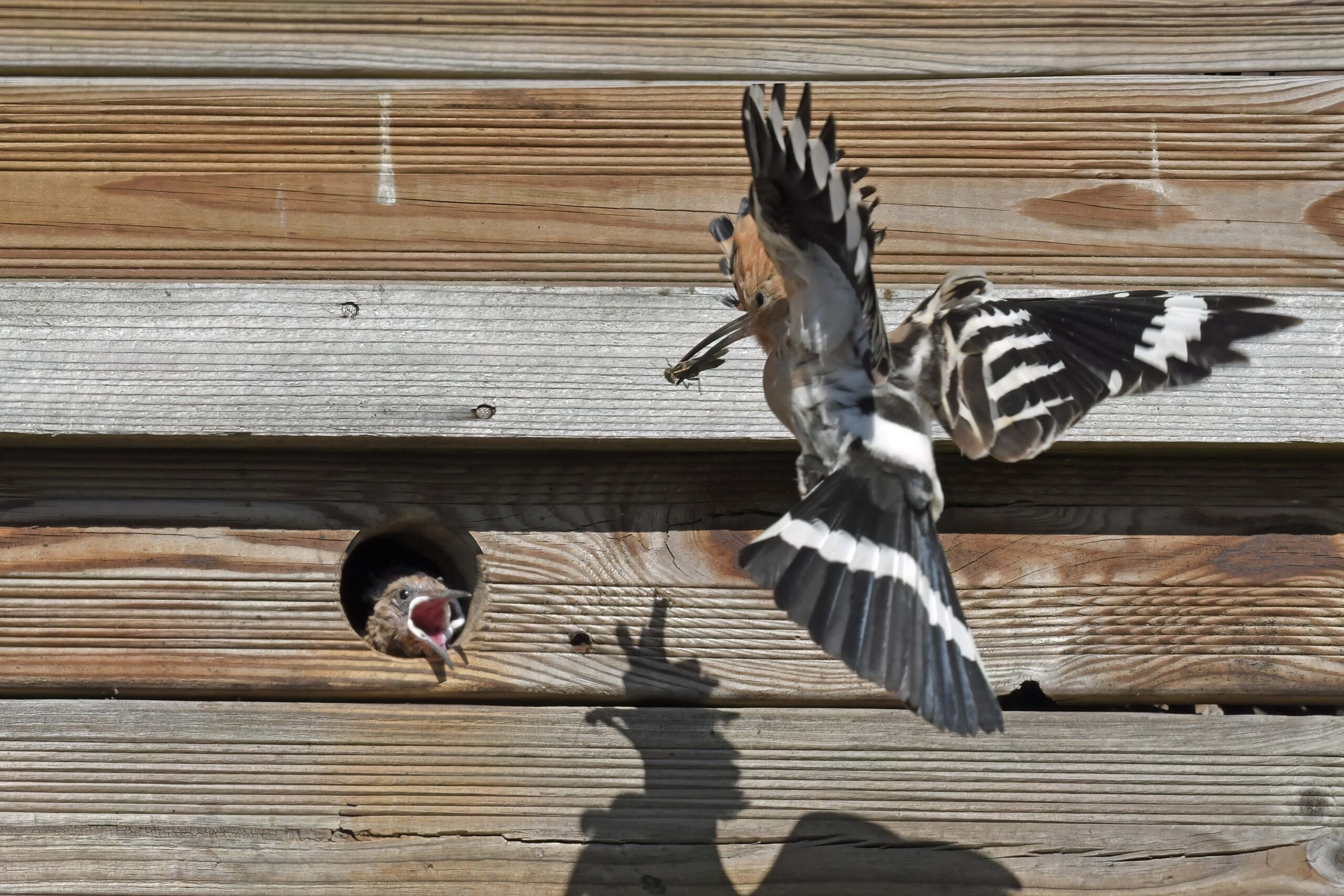 photo d'oiseau