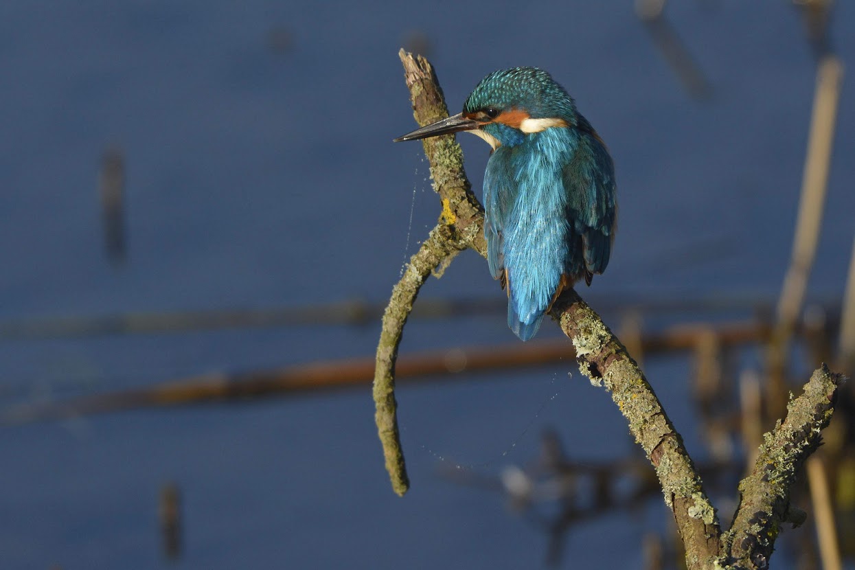 photo d'oiseau