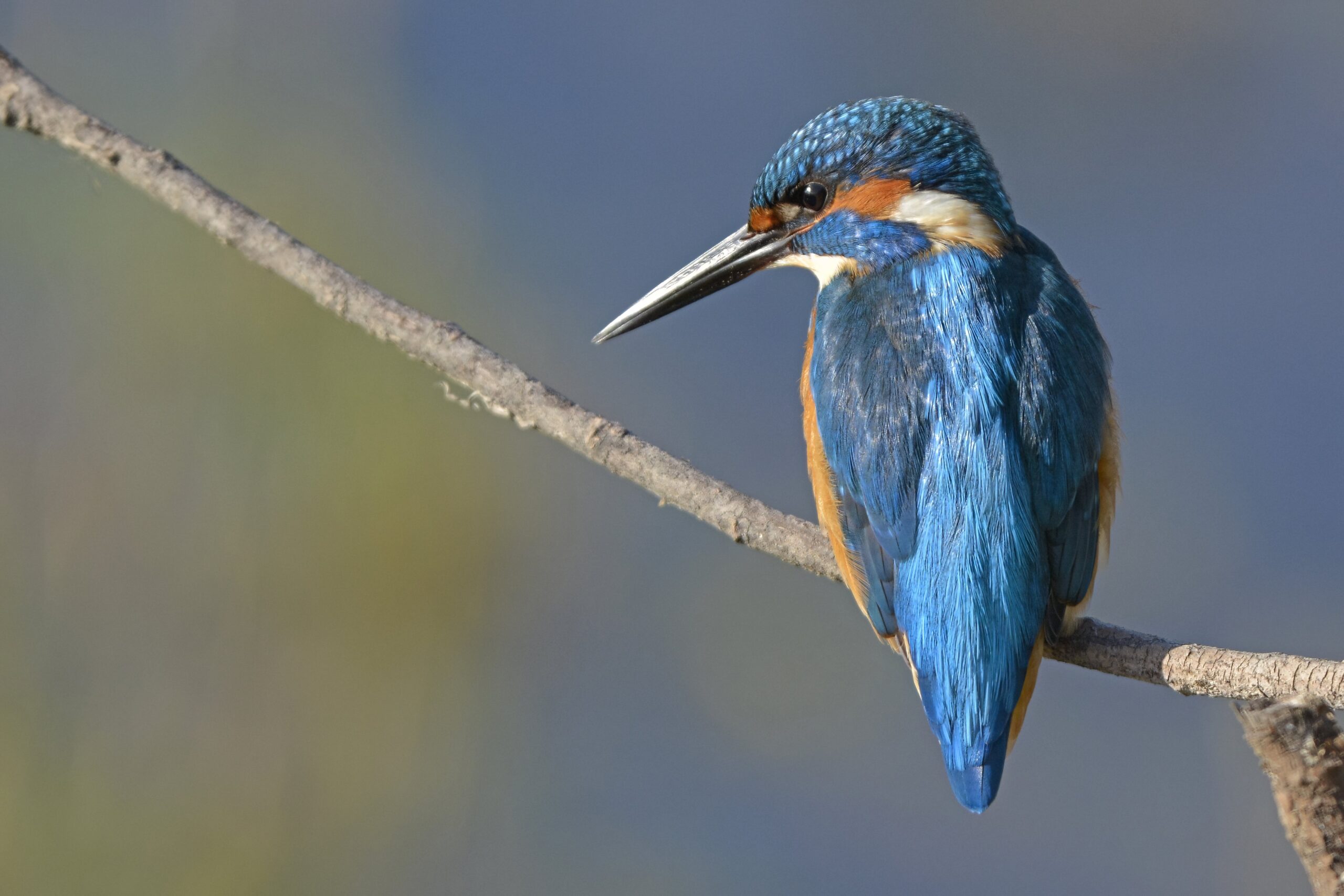 photo d'oiseau