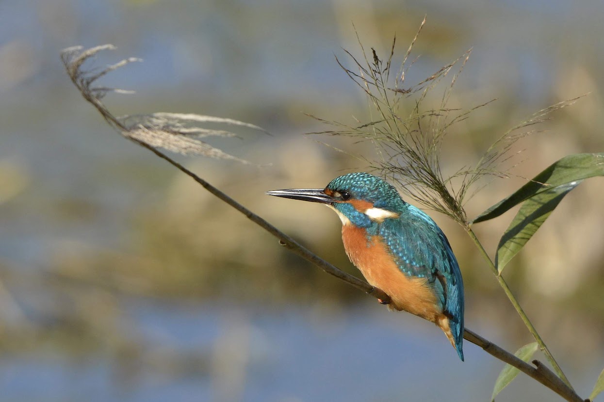 photo d'oiseau