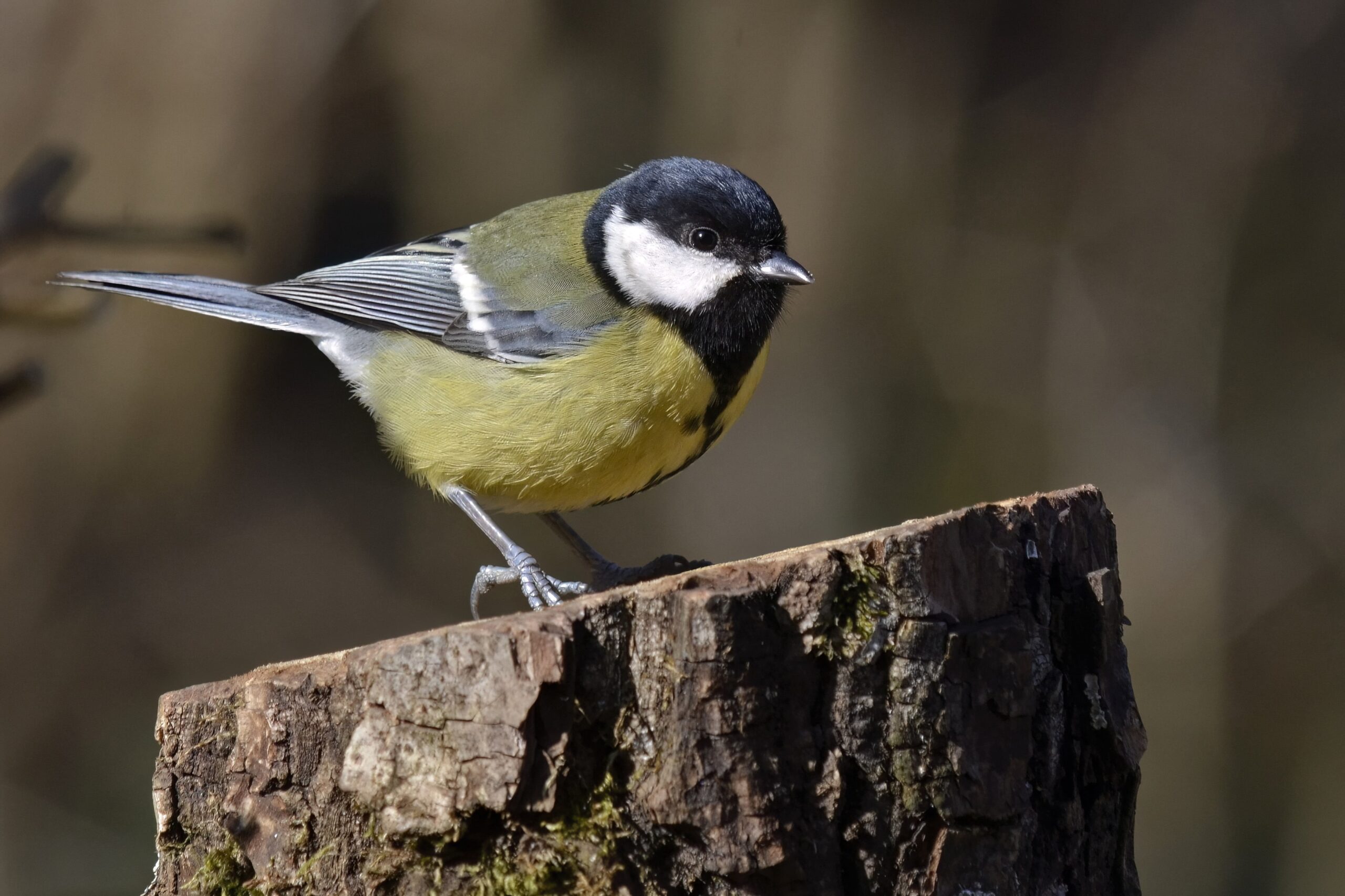 photo d'oiseau