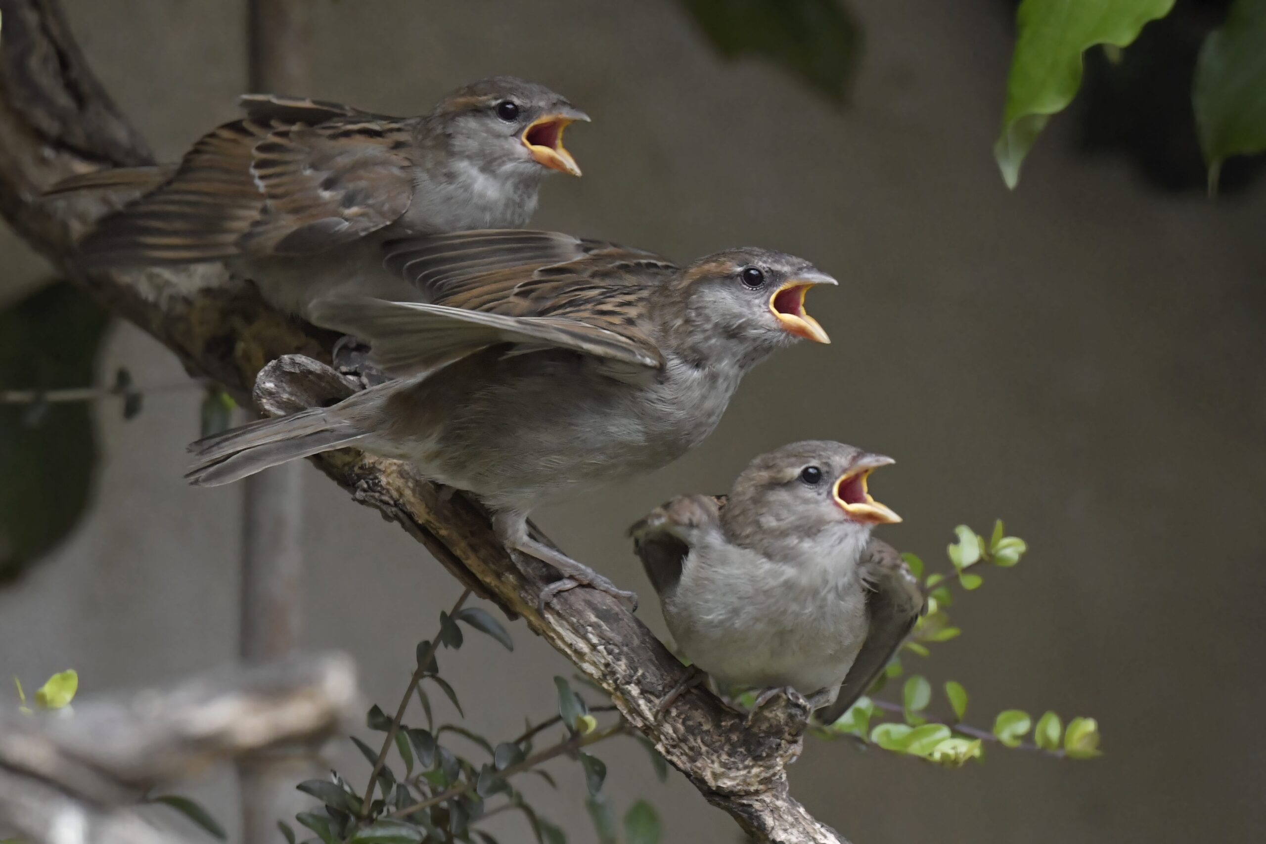 photo d'oiseau