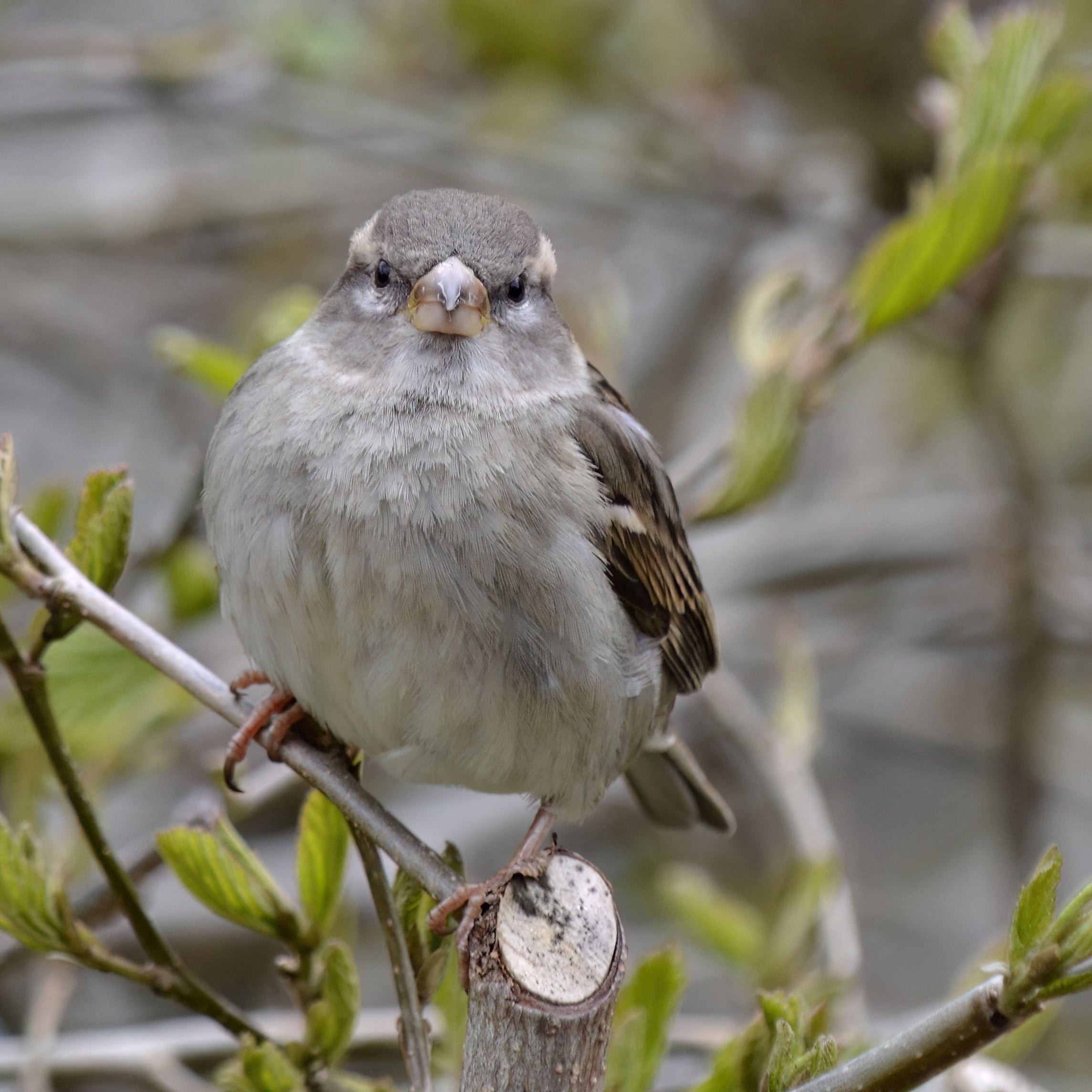 photo d'oiseau