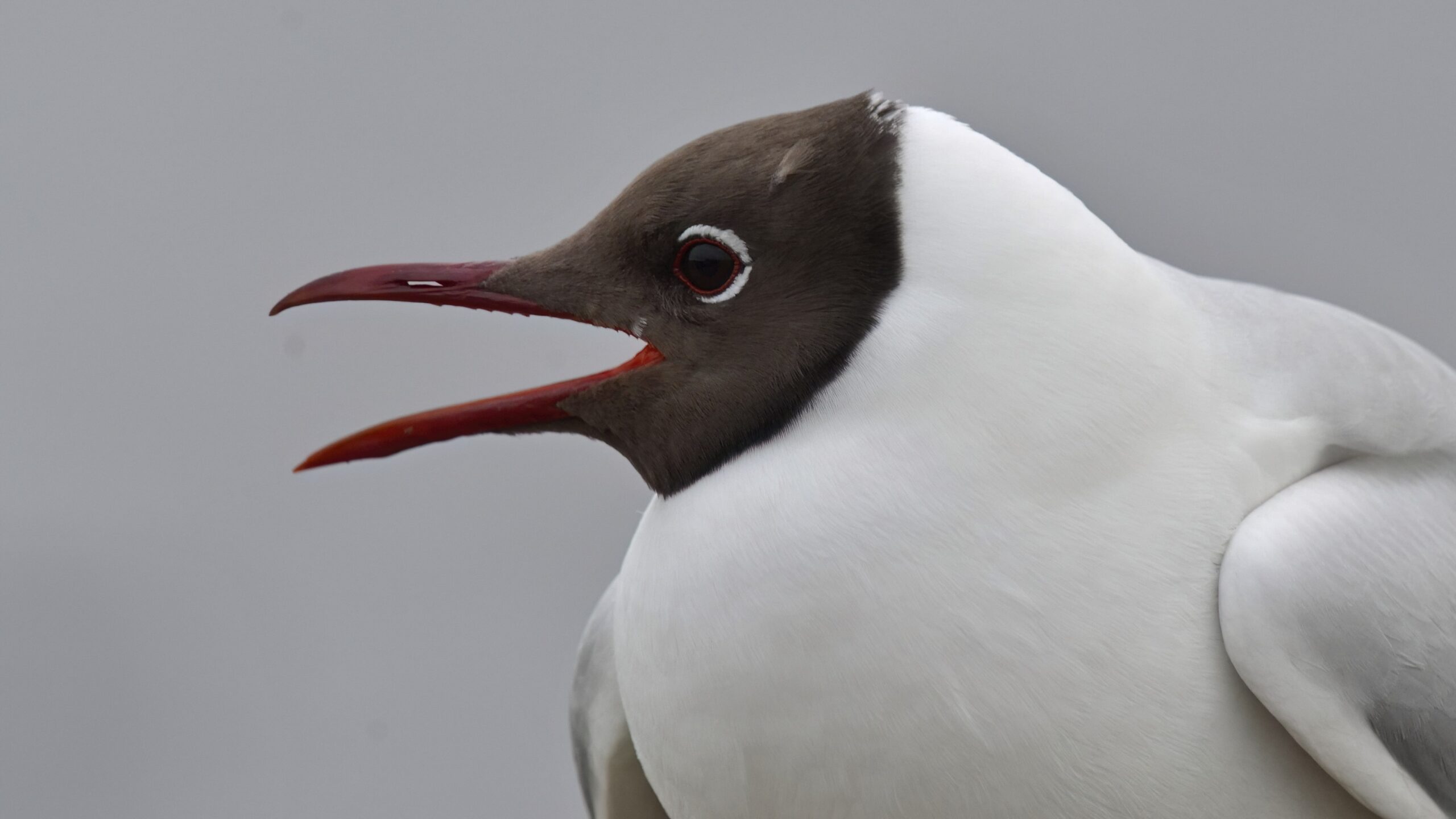 photo d'oiseau