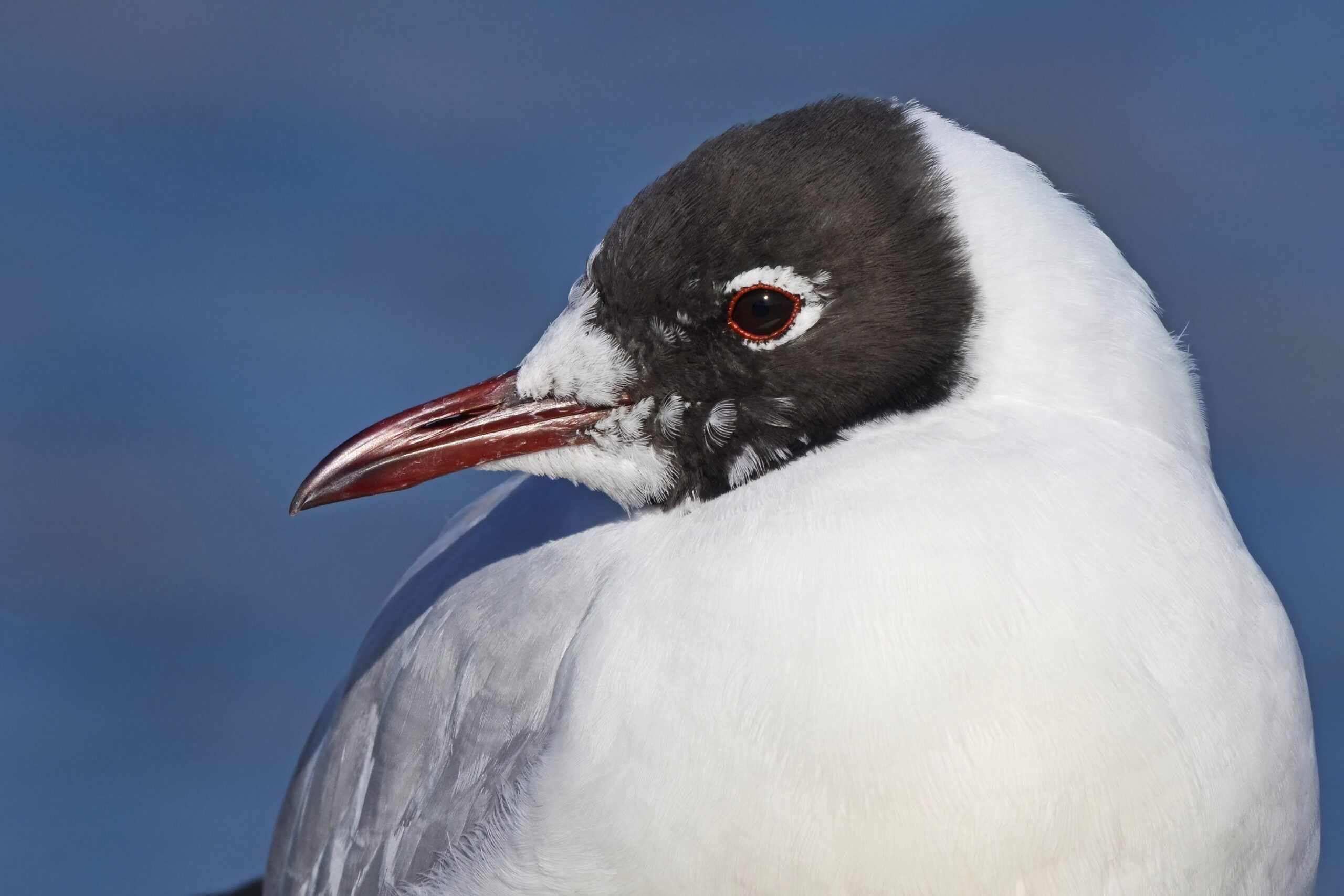 photo d'oiseau