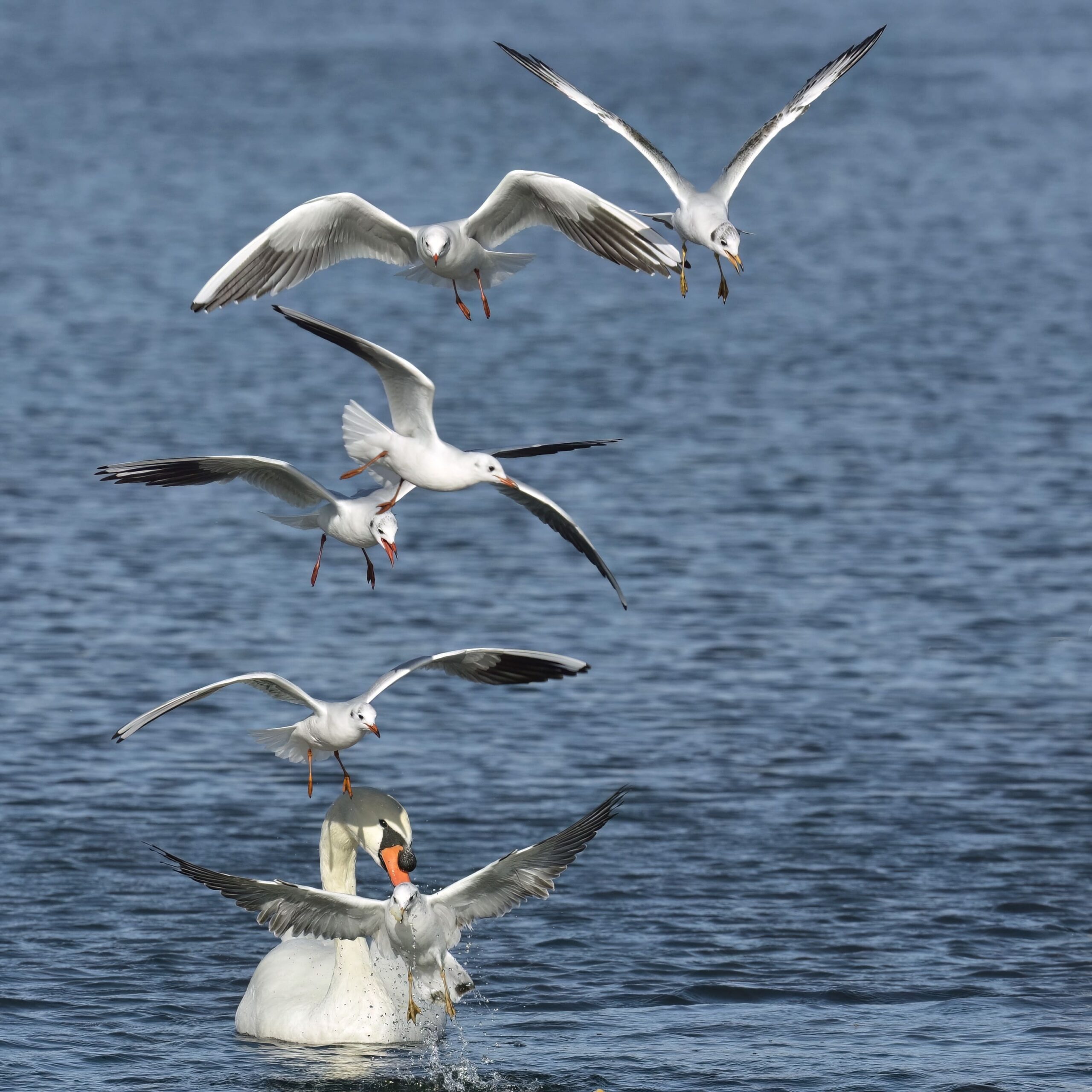 photo d'oiseau