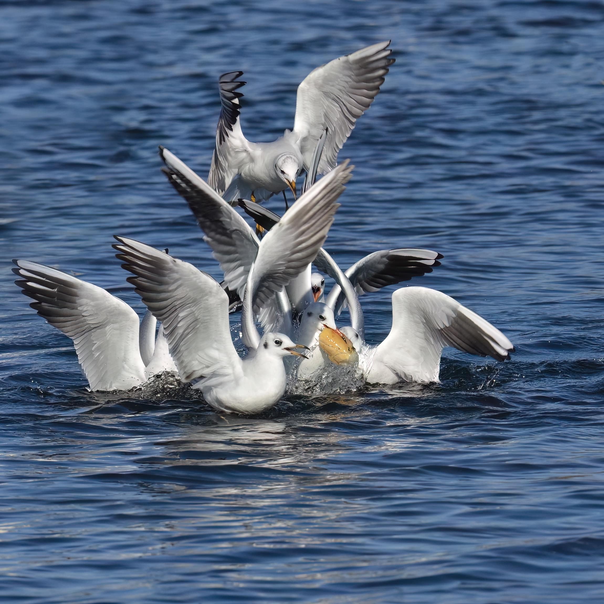 photo d'oiseau