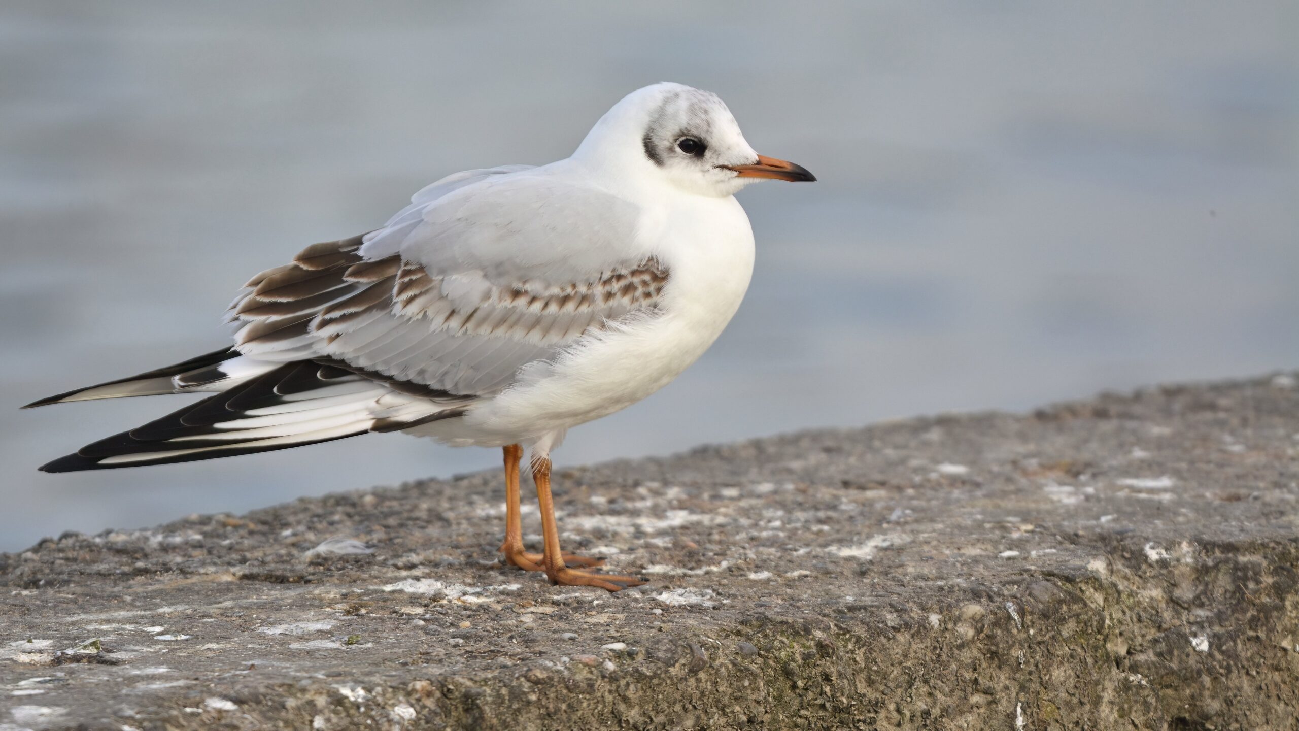 photo d'oiseau