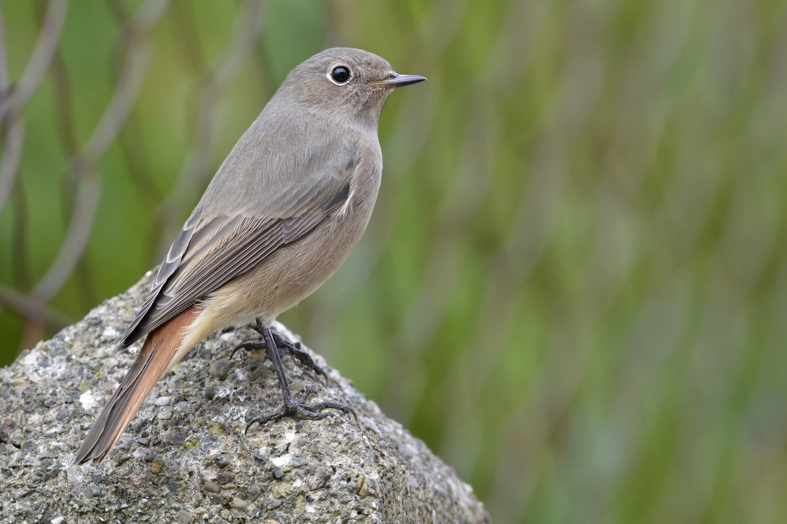 photo d'oiseau