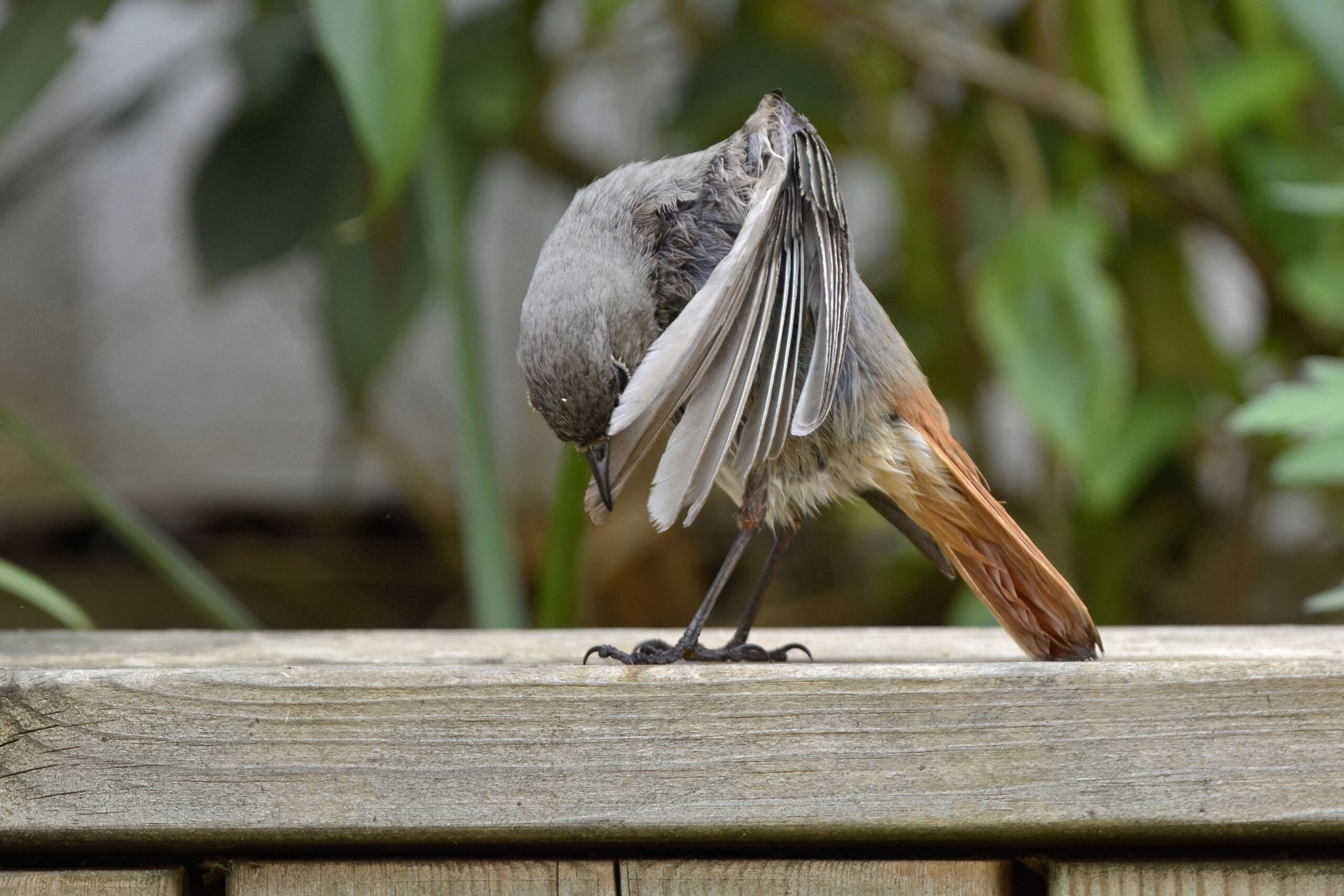 photo d'oiseau