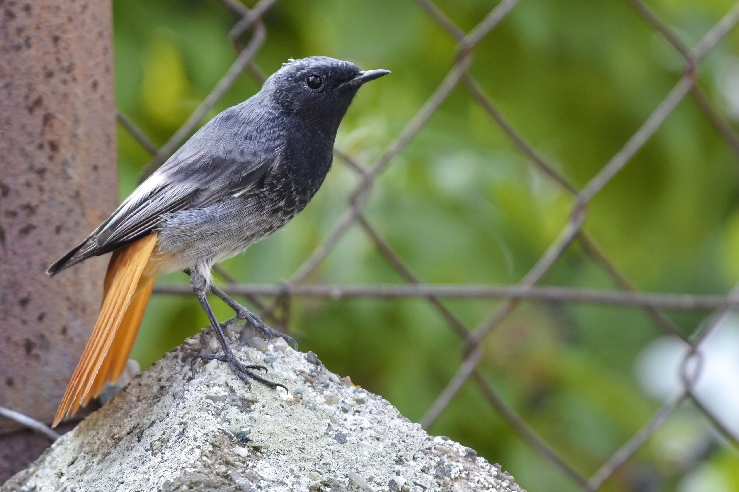 photo d'oiseau