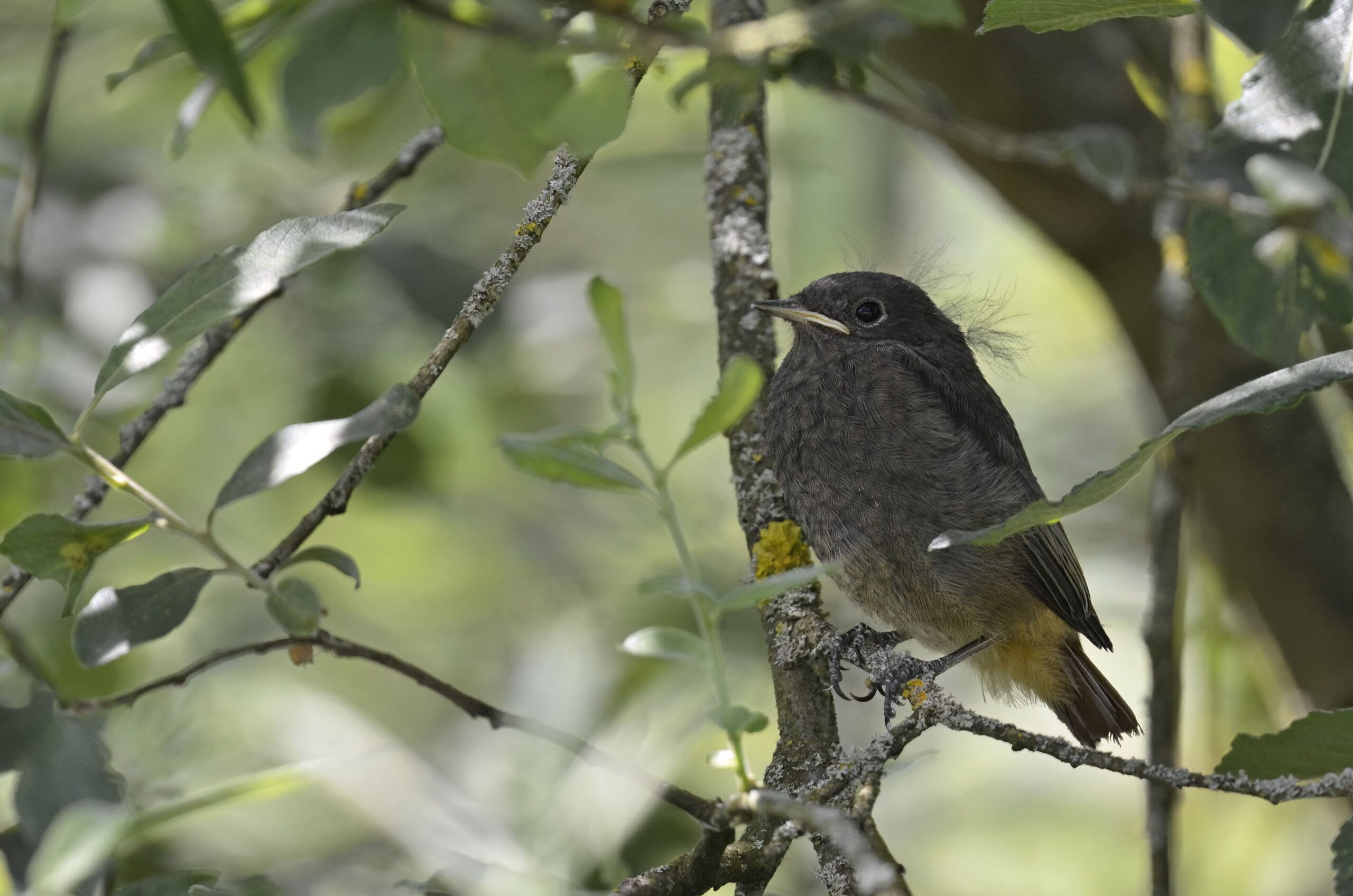 photo d'oiseau